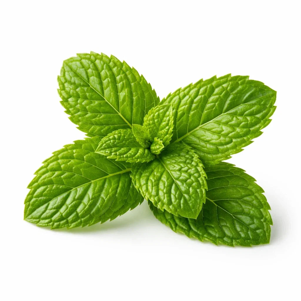 Fresh peppermint — one of the four fyella botanicals